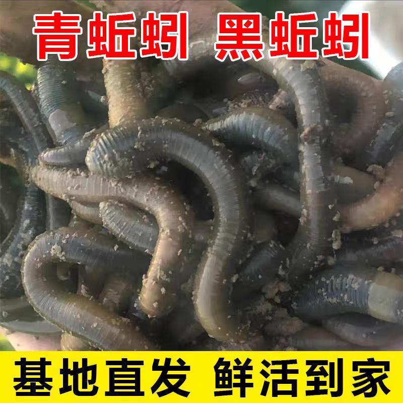 鲜活黑蚯青蚯蚓特大蚯蚓活体蚯蚓野钓鱼饵原产地