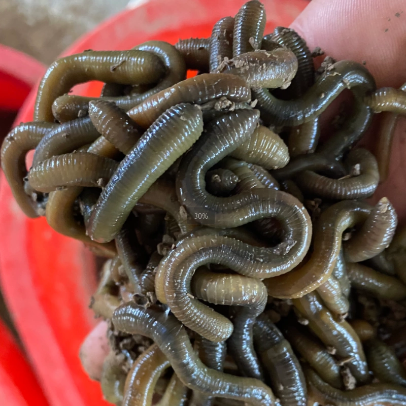 鲜活黑蚯青蚯蚓特大蚯蚓活体蚯蚓野钓鱼饵原产地