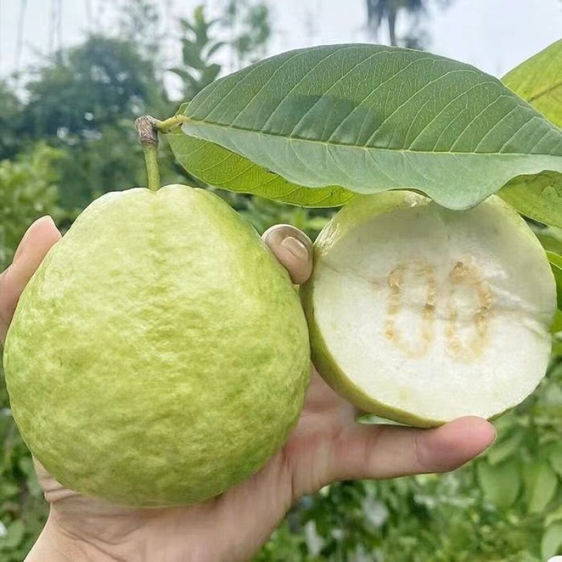 正宗广西番石榴芭乐软糯软心新鲜番石榴脆甜当季奶油白心一整