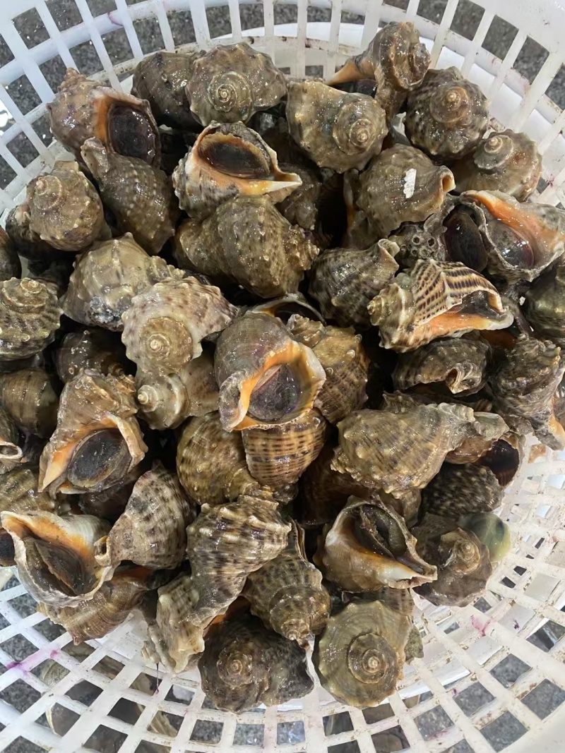 小船冷海域海螺全规格供应欢迎咨询。