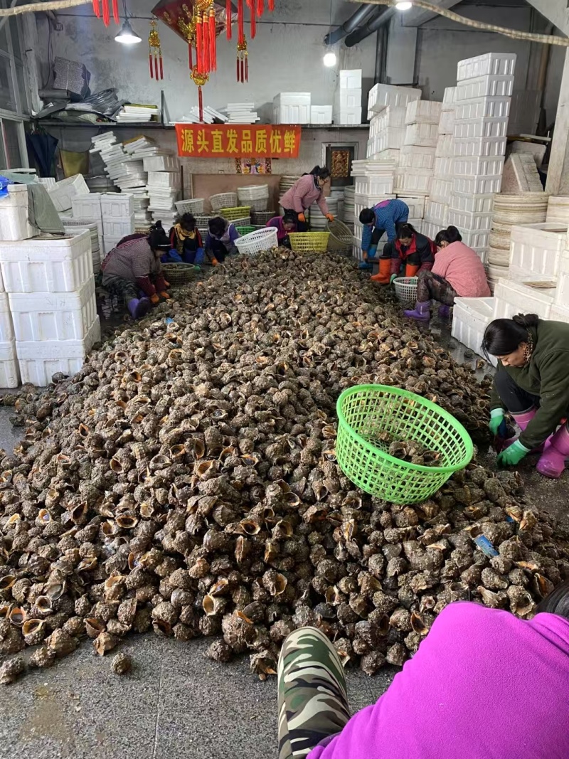 小船冷海域海螺全规格供应欢迎咨询。