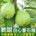 正宗广西番石榴芭乐软糯软心新鲜番石榴脆甜当季奶油白心一整