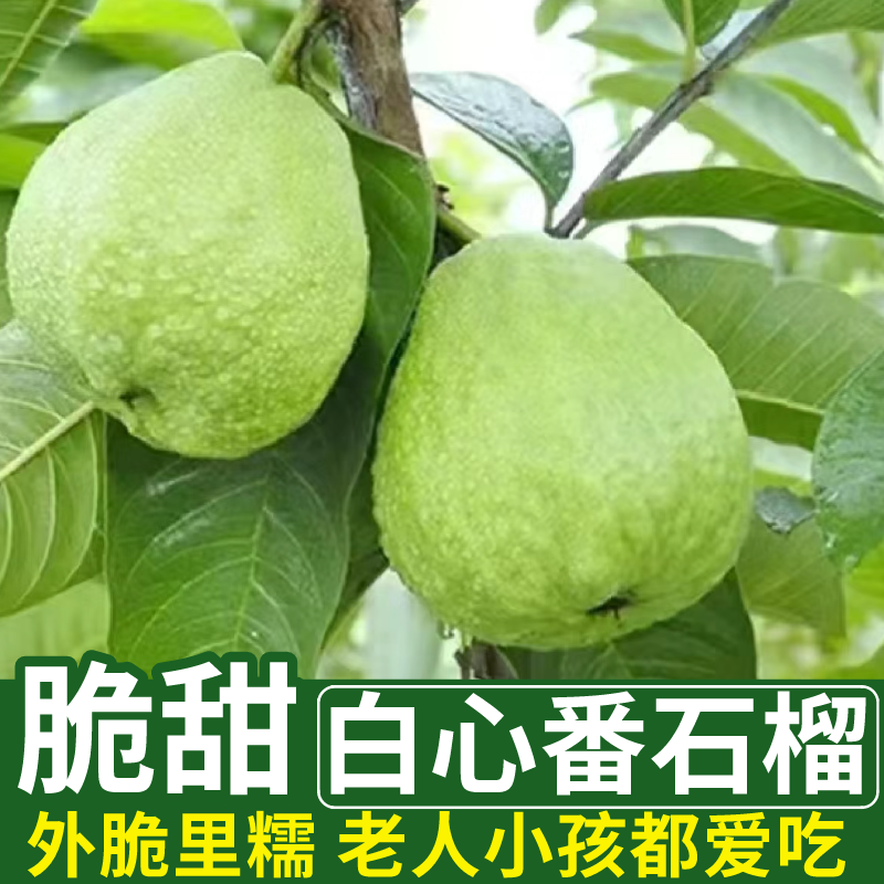 正宗广西番石榴芭乐软糯软心新鲜番石榴脆甜当季奶油白心一整