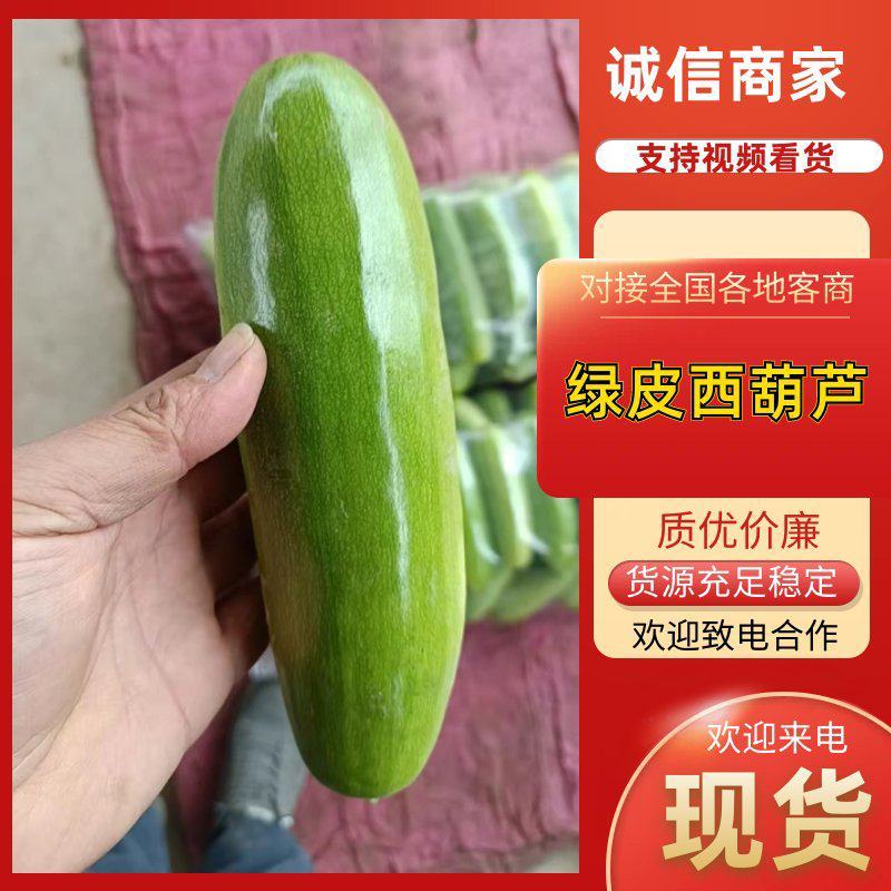 河北临漳万亩蔬菜基地西葫芦已大量上市产地直销，一手货源