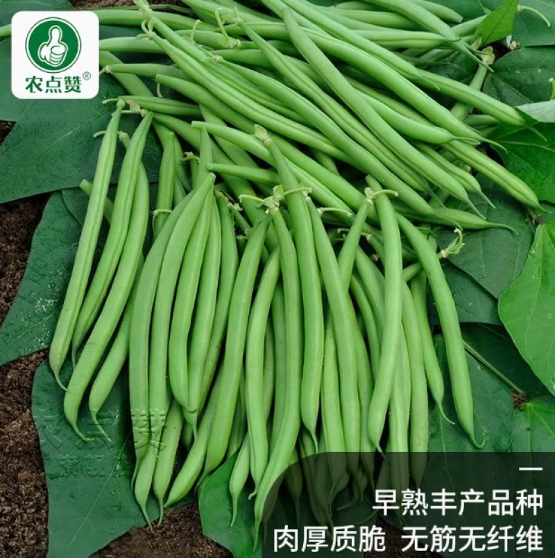 不搭架豆角种子-早熟丰产肉厚质脆分枝力强品质好