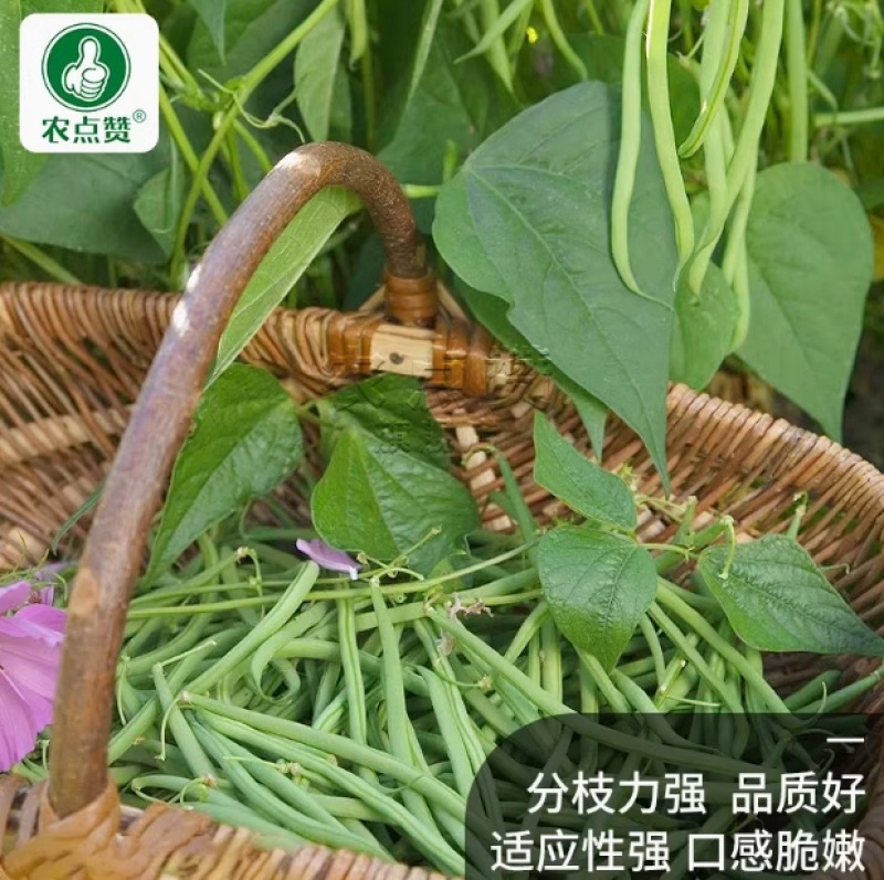不搭架豆角种子-早熟丰产肉厚质脆分枝力强品质好