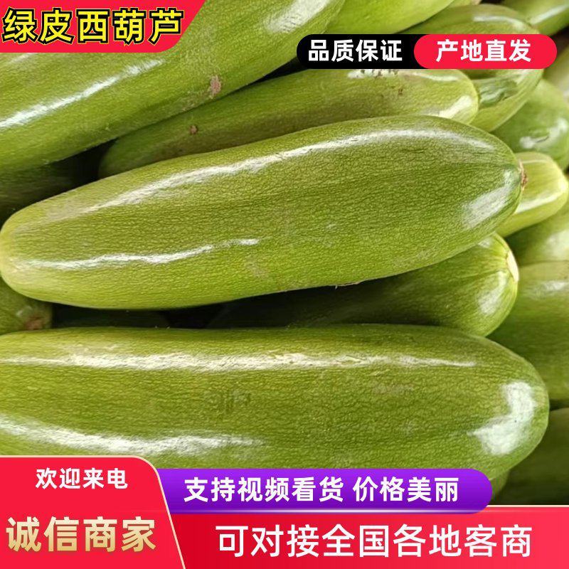 河北临漳绿皮西葫芦大量上市，有需要的联系我