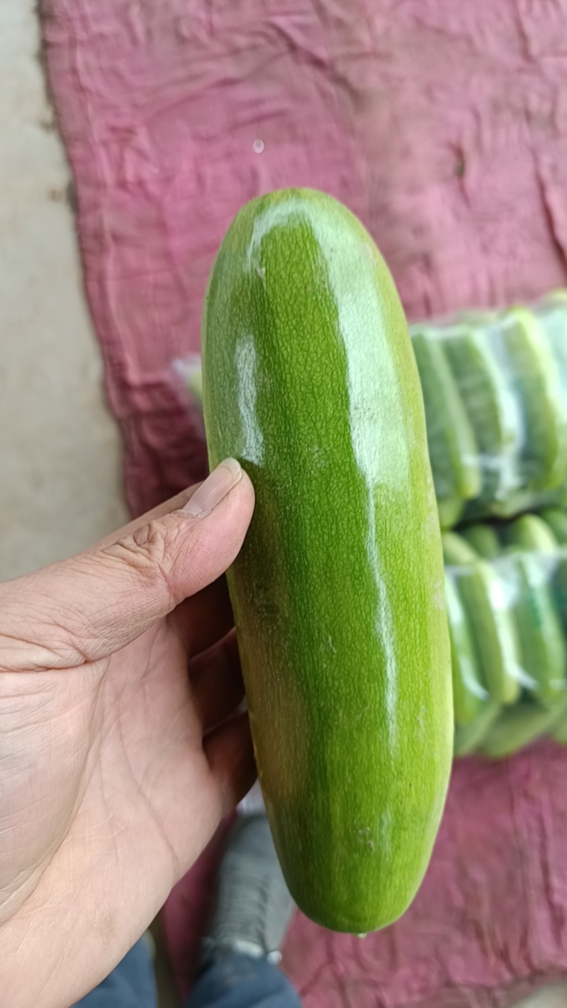 河北临漳绿皮西葫芦大量上市，有需要的联系我
