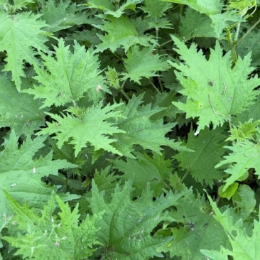 野生荨麻霍麻，现采现发