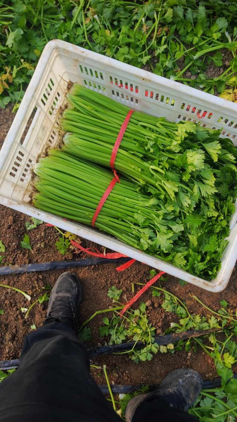 大棚精品西芹