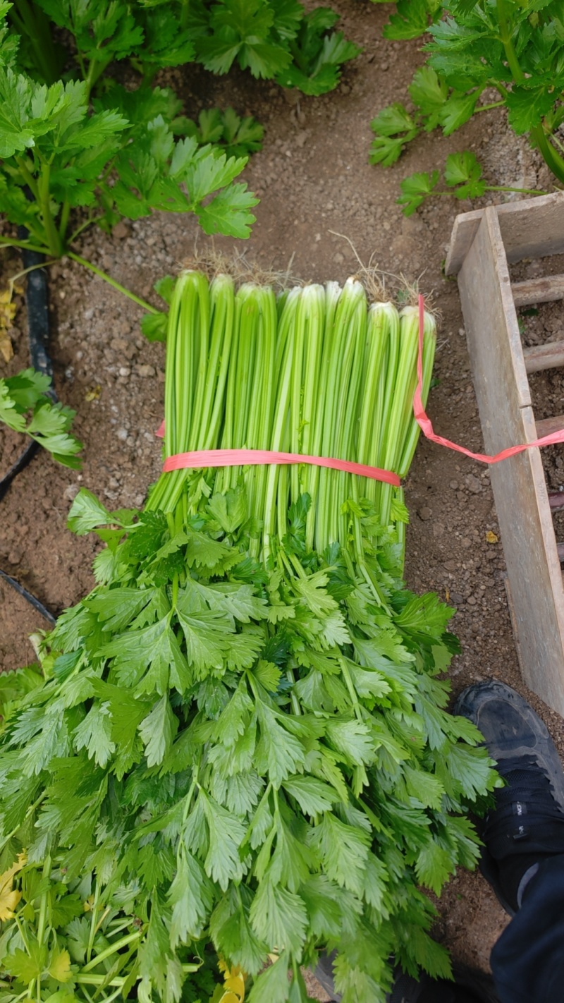 大棚精品西芹
