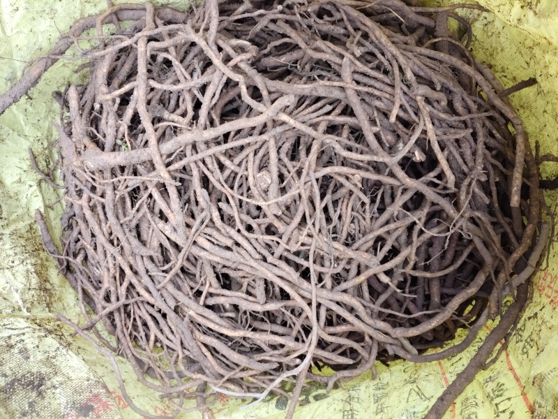 四川大通草根，基地直发，品质保证，规格齐全，欢迎咨询选购