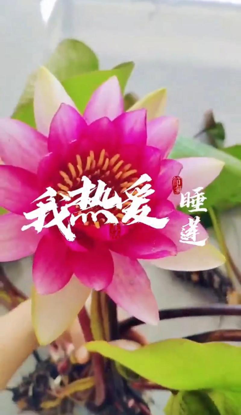 大白仙子睡莲产地直发一手货源欢迎各地客商洽谈合作