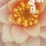 大白仙子睡莲产地直发一手货源欢迎各地客商洽谈合作