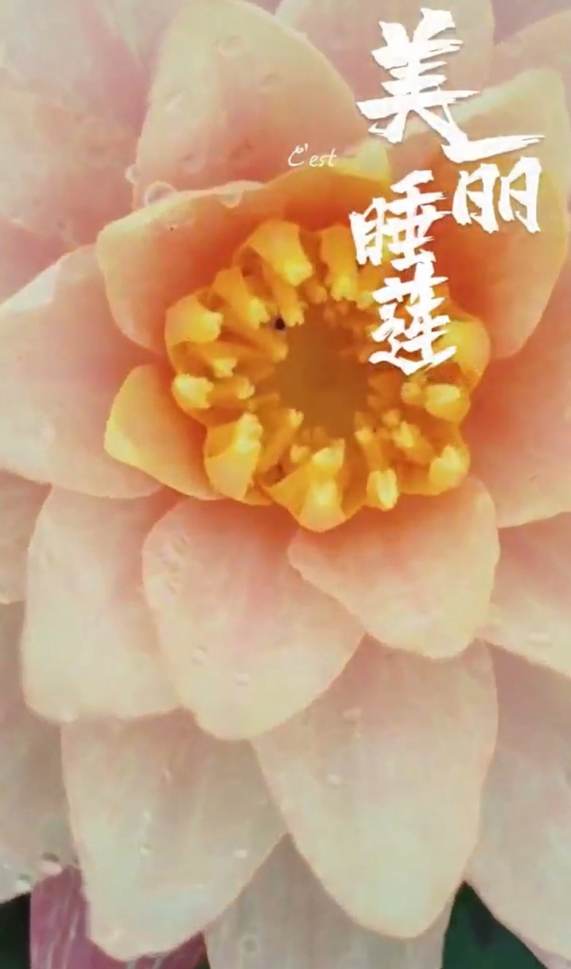 大白仙子睡莲产地直发一手货源欢迎各地客商洽谈合作