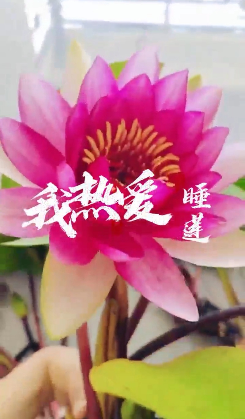 大白仙子睡莲产地直发一手货源欢迎各地客商洽谈合作