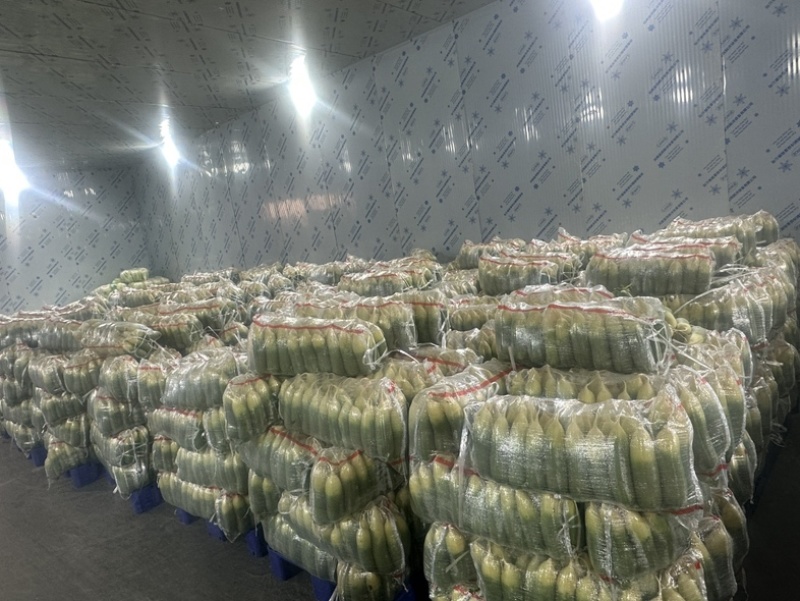 精品水果萝卜