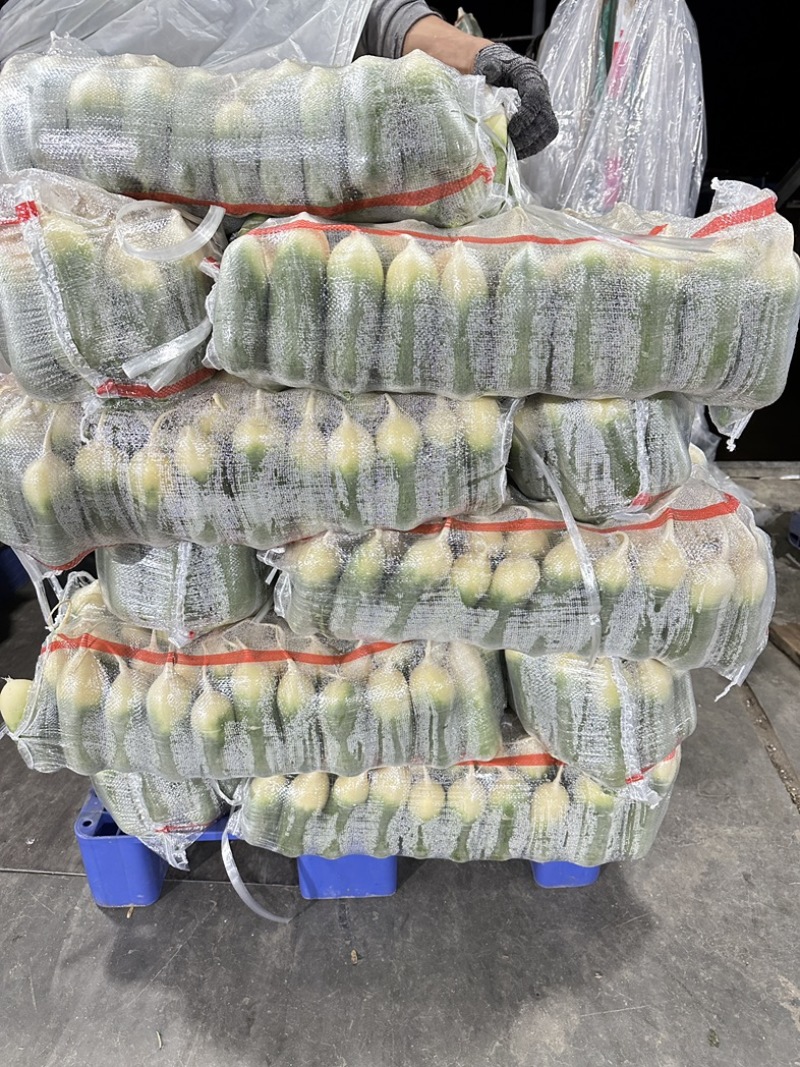 精品水果萝卜