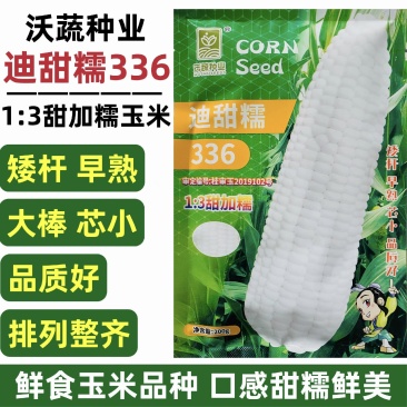 迪甜糯336玉米种子矮杆早熟大棒鲜食非转白色甜加糯玉米种