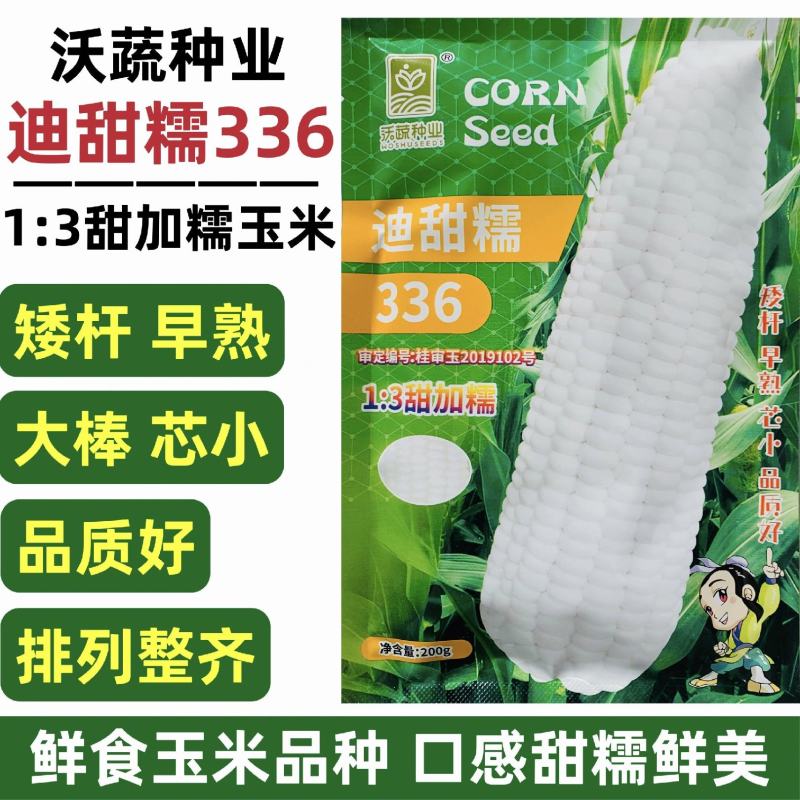 迪甜糯336玉米种子矮杆早熟大棒鲜食非转白色甜加糯玉米种