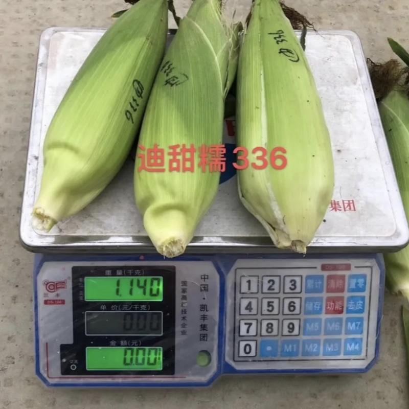 迪甜糯336玉米种子矮杆早熟大棒鲜食非转白色甜加糯玉米种