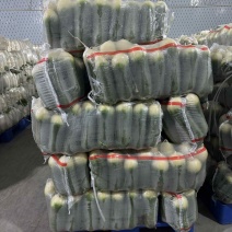 精品水果萝卜