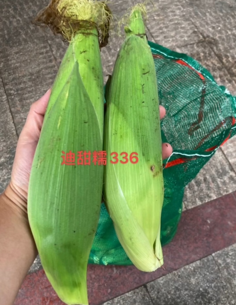 迪甜糯336玉米种子矮杆早熟大棒鲜食非转白色甜加糯玉米种