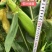迪甜糯336玉米种子矮杆早熟大棒鲜食非转白色甜加糯玉米种