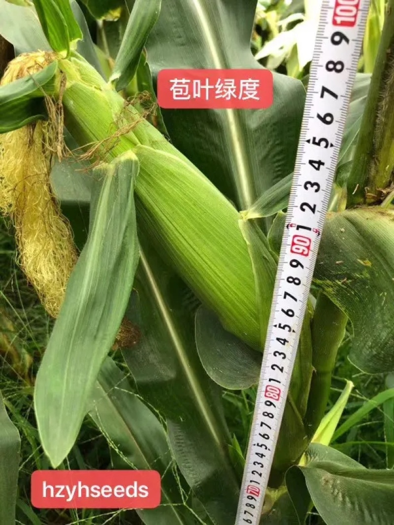 迪甜糯336玉米种子矮杆早熟大棒鲜食非转白色甜加糯玉米种