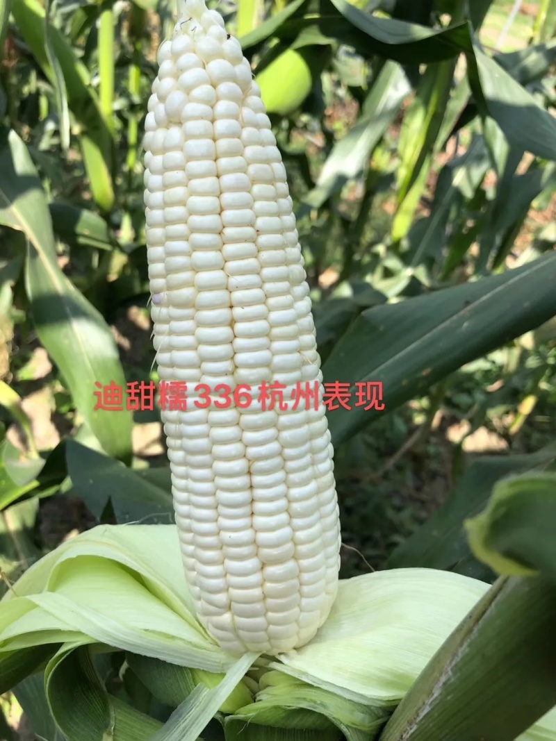 迪甜糯336玉米种子矮杆早熟大棒鲜食非转白色甜加糯玉米种