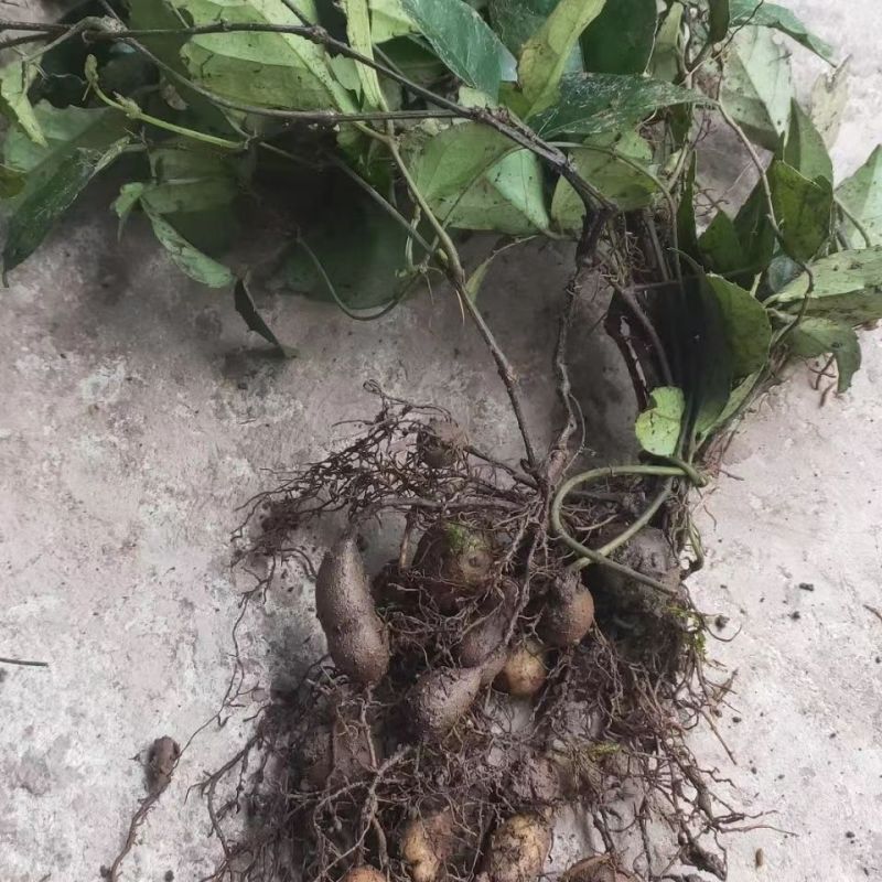(10颗装)三叶青苗金线吊葫芦苗紫藤三叶青绿植盆栽苗三叶