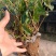 茉莉花1800三0810年310苗