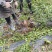 茉莉花1800三0810年310苗