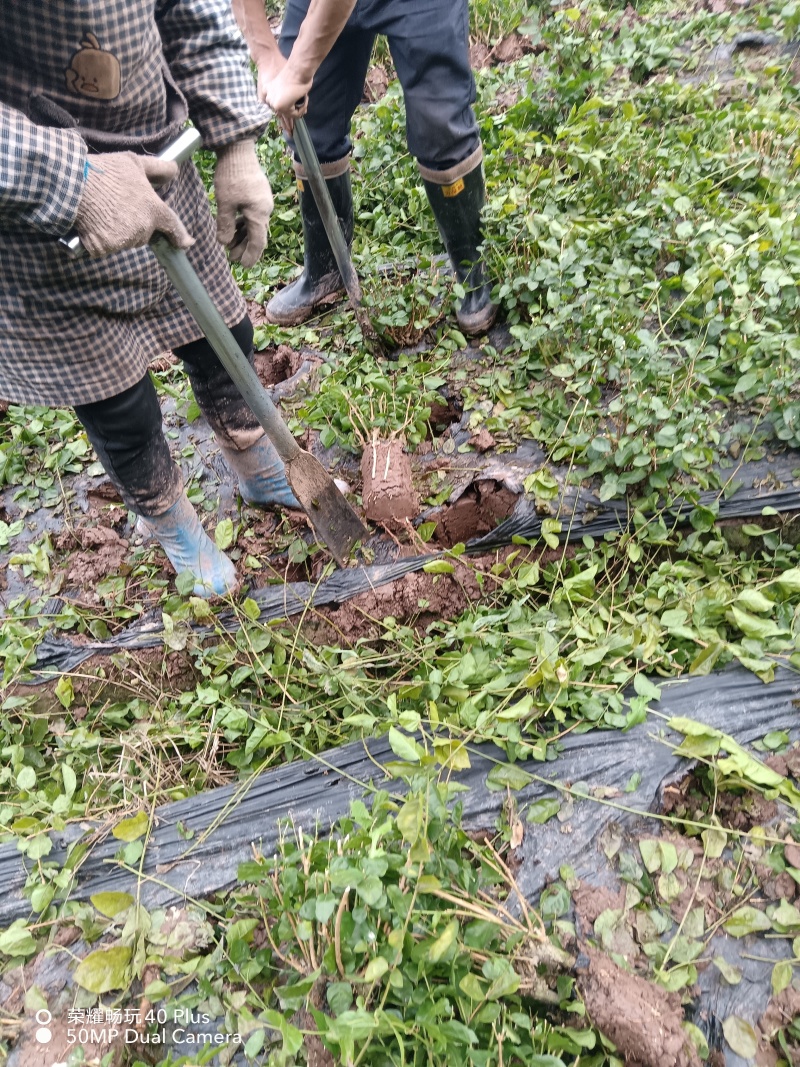 茉莉花1800三0810年310苗