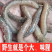 一手货源湖北发货青蚯蚓鲜活黑蚯蚓活体臭蚯蚓钓黄鳝大蚯蚓