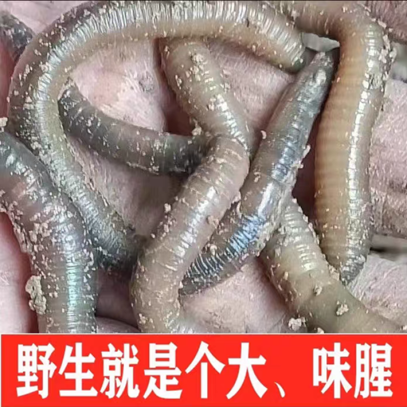 一手货源湖北发货青蚯蚓鲜活黑蚯蚓活体臭蚯蚓钓黄鳝大蚯蚓
