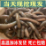 一手货源湖北发货青蚯蚓鲜活黑蚯蚓活体臭蚯蚓钓黄鳝大蚯蚓