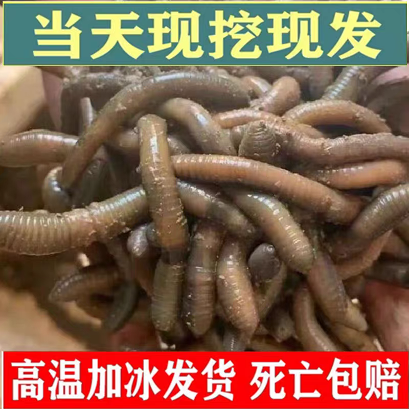 一手货源湖北发货青蚯蚓鲜活黑蚯蚓活体臭蚯蚓钓黄鳝大蚯蚓