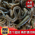 一手货源湖北发货青蚯蚓鲜活黑蚯蚓活体臭蚯蚓钓黄鳝大蚯蚓