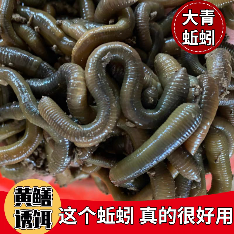 一手货源湖北发货青蚯蚓鲜活黑蚯蚓活体臭蚯蚓钓黄鳝大蚯蚓