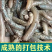 一手货源湖北发货青蚯蚓鲜活黑蚯蚓活体臭蚯蚓钓黄鳝大蚯蚓
