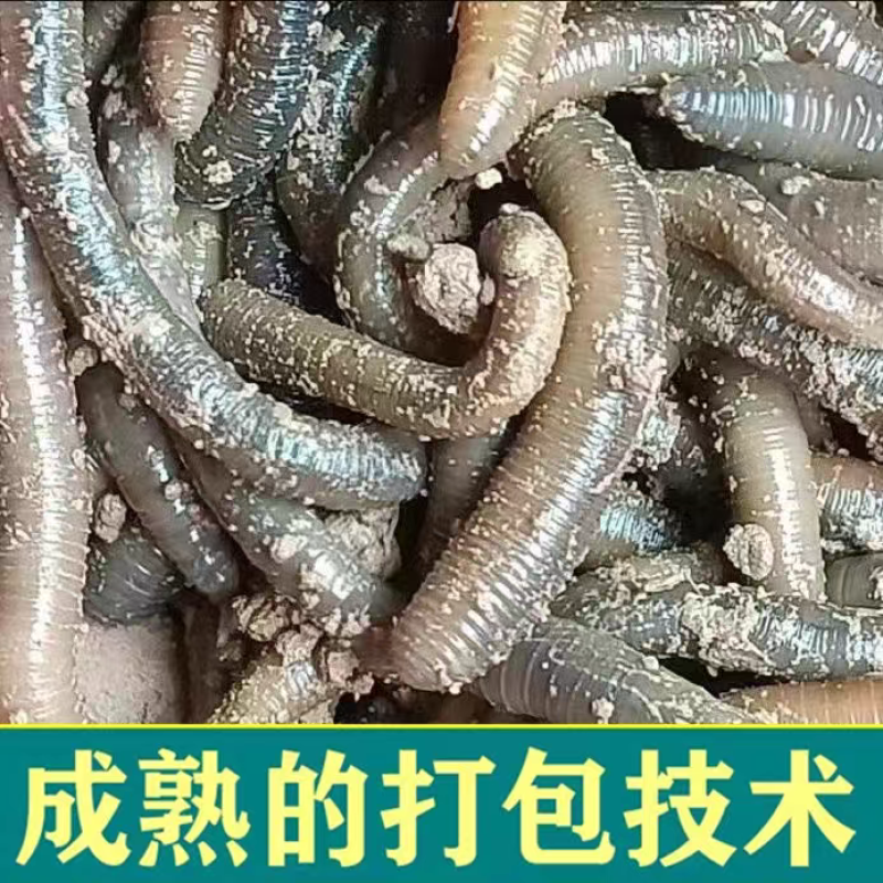 一手货源湖北发货青蚯蚓鲜活黑蚯蚓活体臭蚯蚓钓黄鳝大蚯蚓