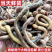 一手货源湖北发货青蚯蚓鲜活黑蚯蚓活体臭蚯蚓钓黄鳝大蚯蚓