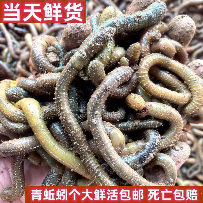 一手货源湖北发货青蚯蚓鲜活黑蚯蚓活体臭蚯蚓钓黄鳝大蚯蚓