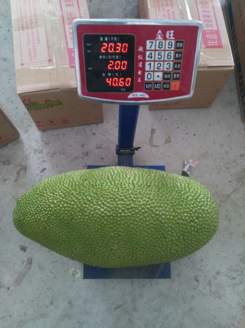 【实力推荐】海南菠萝蜜产地直发/常年供应/视频看货/