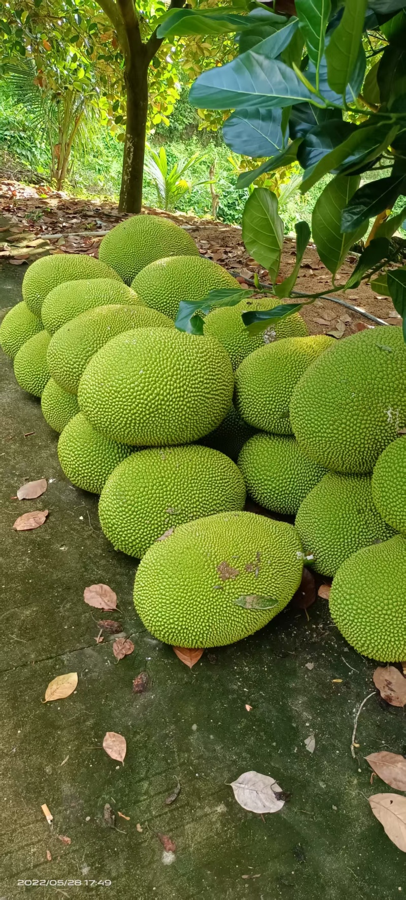 【实力推荐】海南菠萝蜜产地直发/常年供应/视频看货/