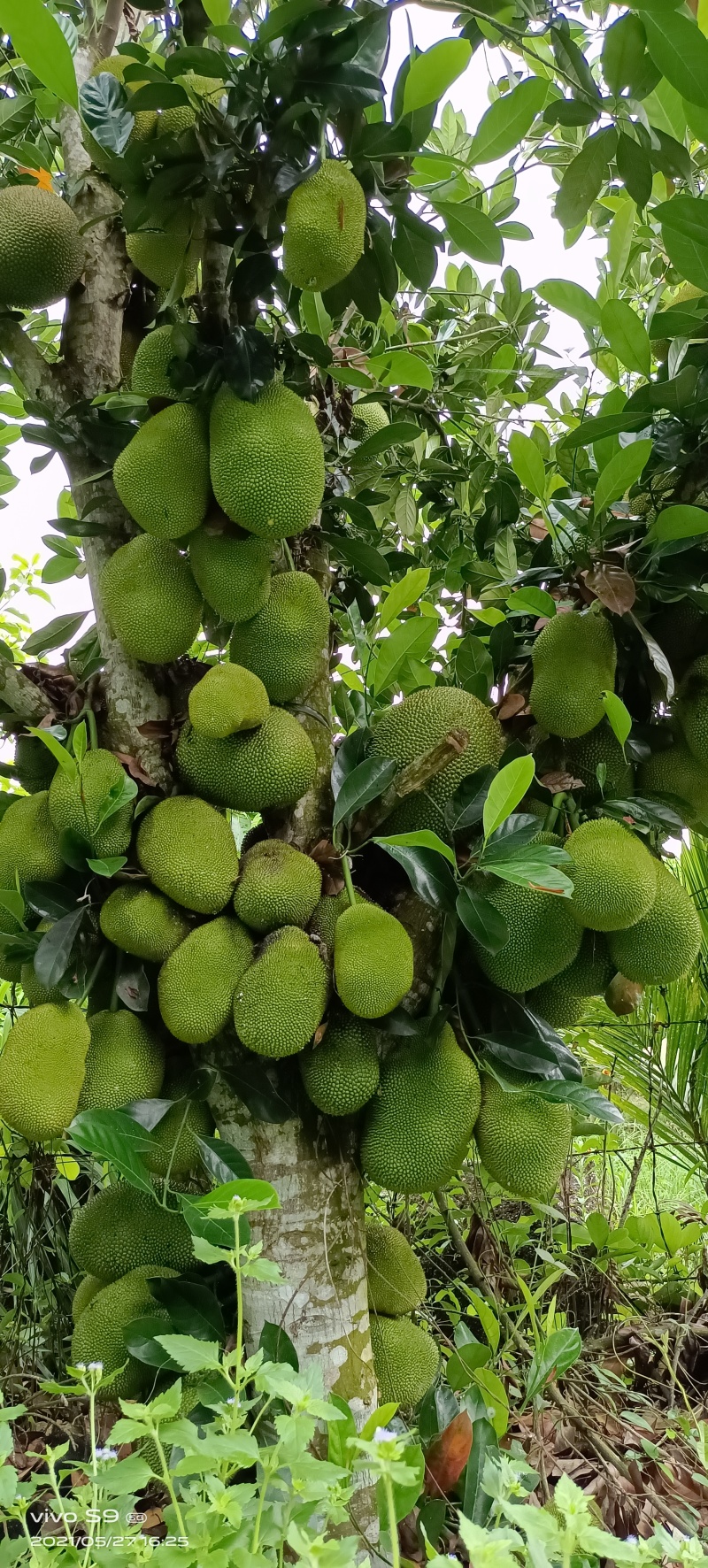 【实力推荐】海南菠萝蜜产地直发/常年供应/视频看货/