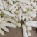 渣货白萝卜次品白萝卜工厂货养殖场食堂货泡菜厂