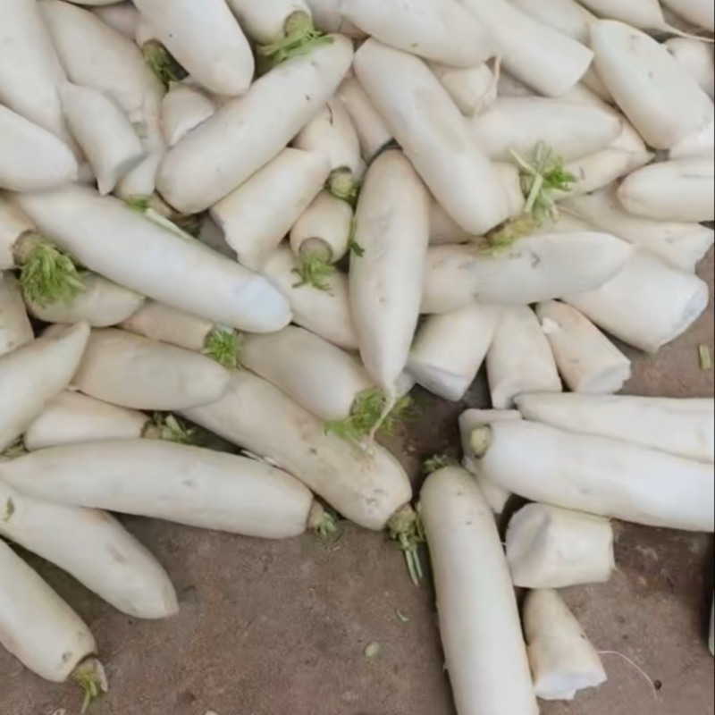 渣货白萝卜次品白萝卜工厂货养殖场食堂货泡菜厂