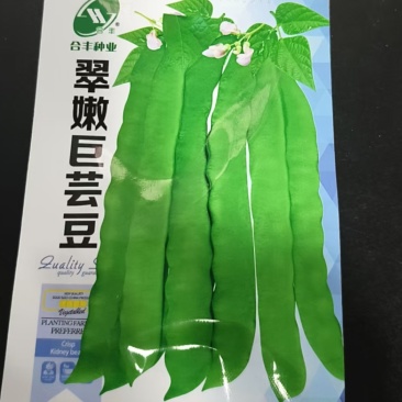 芸豆种子-无纤维肉厚脆嫩豆荚嫩肥大肉厚早熟抗病